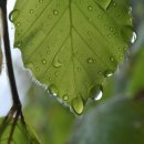 알레그라 이미지