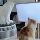 로또식탁 이미지