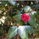 풍차언덕 이미지