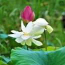 신기한나라 이미지