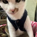 구로-구로-구로-1464 이미지