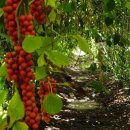 가락골농장 이미지