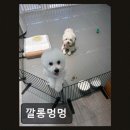 깔롱멍멍 네이버블로그