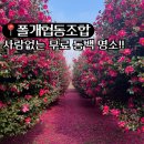 폴개네제주드림캠프 | [제주] 숨은 동백 명소 ‘폴개협동조합’ 위치, 주차, 동백근황2026.01.19(feat.카멜리아힐 동백근황)