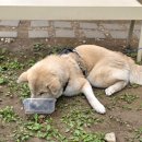 동편마을 입구 건너편 | [안양 카페] 우디드커피 동편마을 크림라떼 맛집 내돈내산 후기
