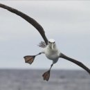 알바트로스 이미지