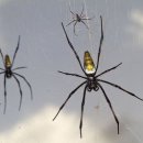 거미와 소크라테스 / 고명 이미지