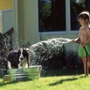 애완강아지 이미지