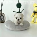 마이펫 강아지분양 고양이분양 대구점 이미지