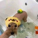 펫살롱 토비몰리 이미지