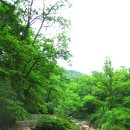 숲속의 계곡 이미지