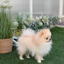 [분양후기] 크림포메 베르의1살 생일 스냅샷 사진이 왔어요!