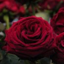 폴인샤브 이미지