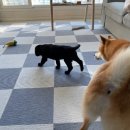 러브미독 이미지