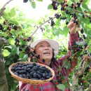 김철수농장 이미지