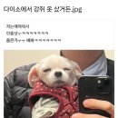 강쥐 이미지