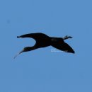 아이비스(ibis) 이미지