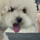 김포에이스애견미용학원