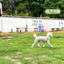 견주당 | 창원애견카페 우미유펫에서 보낸 즐거운 시간