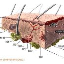 Re:손해보험 약관에 심재성 2도라는 화상 기준이 뭔가요?! 이미지