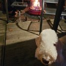 청명카센타 | 반려견과 함께하는 가을 캠핑 체크리스트6가지