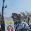 장도보건진료소 | 대구 벚꽃 명소 달창저수지 벚꽃축제 주차 개화상황