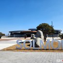 솔뫼성지 소나무 이미지