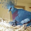 【빅토리아왕관비둘기 [Victoria Crowned Pigeon]】 「세계에서 가장 몸집이 크고 화려한 비둘기」 이미지