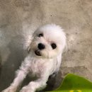 펫앤수 네이버블로그