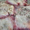 신안홍어 이미지