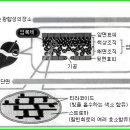 엽록체구조 이미지