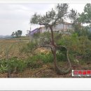 고창산속골복분자영농조합