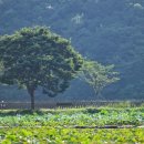 상리저수지 이미지