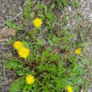 옹정초등학교 이미지