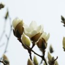 봄이 기다려지는 시기.. 춘천에는 아직 봄꽃이 ...피지 않았어요 이미지
