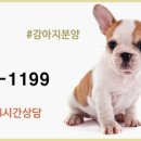 투썸펫 이미지