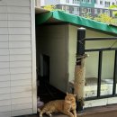 엔젤코바 이미지