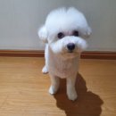 노크노크 강아지미용실 이미지