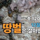 [최문보 박사의 말벌실험실tv] 12월 -7도에도 1200마리?! 땅벌은 살아있었다. 이미지