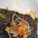 자성화맛집코다리네 미사리점 | 자성화 맛집 코다리네 하남미사리점 후기!