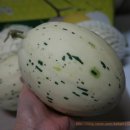 식이네농장 | 가야백자메론을 아세요? 식이네 농장에 가면 달콤함이 가득이랍니다.