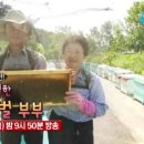 꿀벌부부