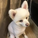 디비디비(dbdb) 이미지