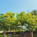 태조산공원 보훈공원 | 파란 하늘과 초록 공기가 가득했던 천안 태조산 공원 산책길 (태조산 무장애 나눔 길) 다녀온 후기