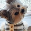 티아라펫 이미지