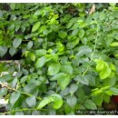 댕강댕강 이미지