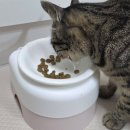 대한사료 노동조합 | 입짧냥이도 반한 이탈리아 프리미엄 사료 오아지(OASY) 급여 찐후기