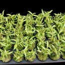 석곡농장 이미지