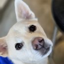 프라임 애견 | 연남동 브런치 카페 히포 브런치하우스 애견동반 맛집 추천