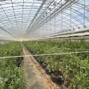 올래농장 이미지